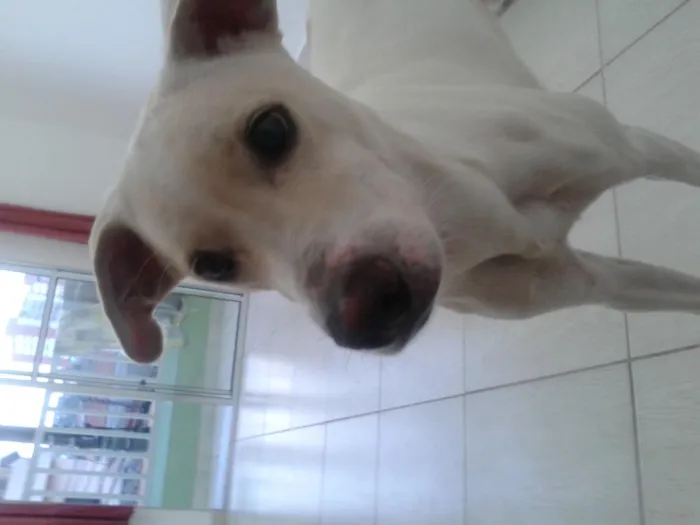 Cachorro ra a vira lata idade 1 ano nome franklin