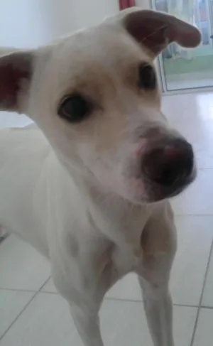 Cachorro raça vira lata idade 1 ano nome franklin