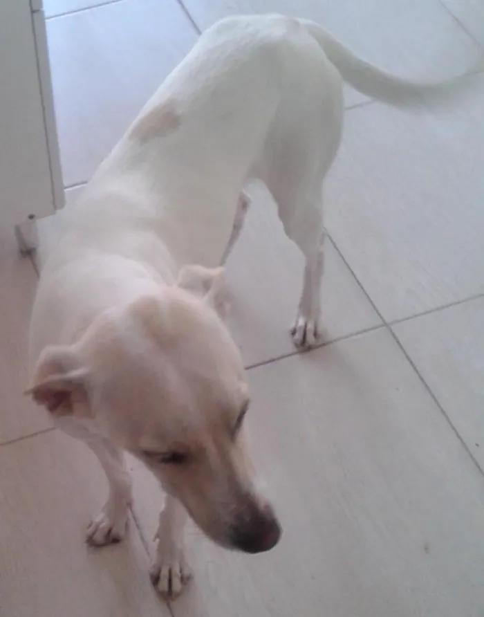 Cachorro ra a vira lata idade 1 ano nome franklin