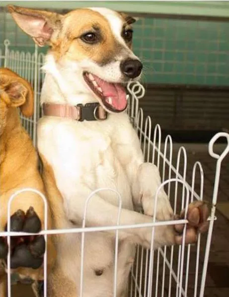 Cachorro ra a SRD idade 2 anos nome Pepita