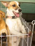 Pepita