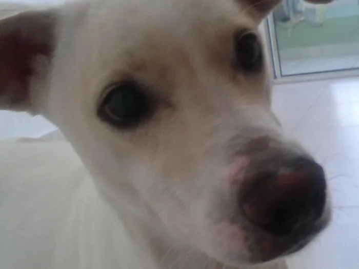 Cachorro ra a vira lata idade 1 ano nome franklin