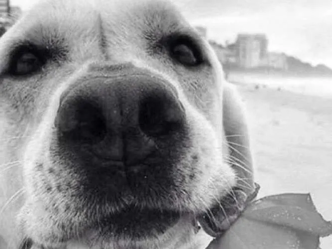 Cachorro ra a Labrador idade 6 ou mais anos nome Nina