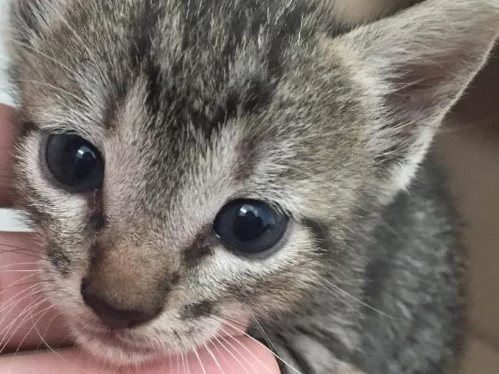 Gato ra a  idade 2 a 6 meses nome Morocco