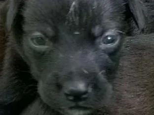 Cachorro ra a vira-latas  idade Abaixo de 2 meses nome filhotes 