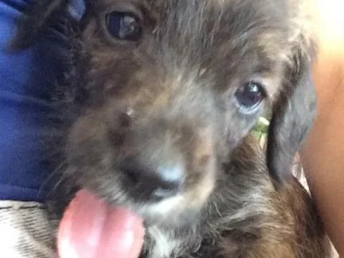 Cachorro ra a Vira lata  idade 2 a 6 meses nome Toby 