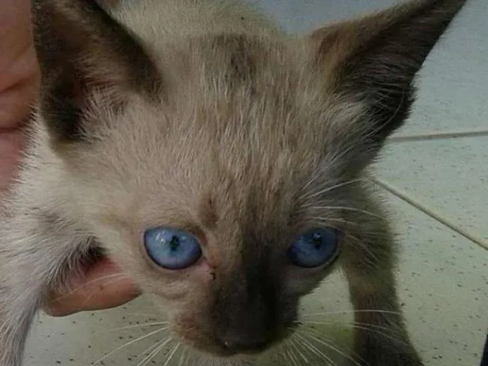 Gato raça  idade 2 a 6 meses nome n possui