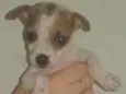 Lolita