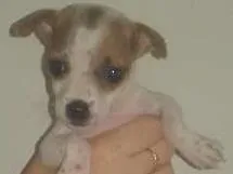 Cachorro raça  idade Abaixo de 2 meses nome Lolita