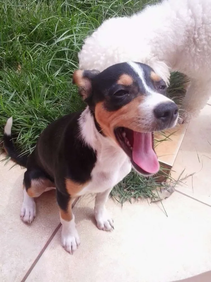 Cachorro ra a  idade 2 a 6 meses nome espuleta