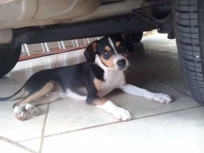 Cachorro ra a  idade 2 a 6 meses nome espuleta