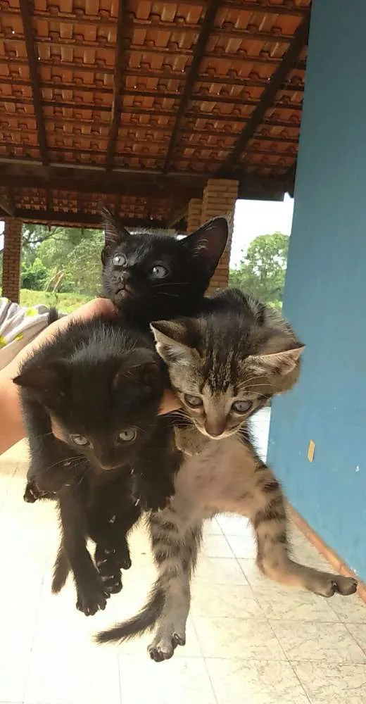 Gato ra a Sem raça idade Abaixo de 2 meses nome Sem nome