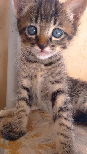 Gato raça Sem raça idade Abaixo de 2 meses nome Sem nome