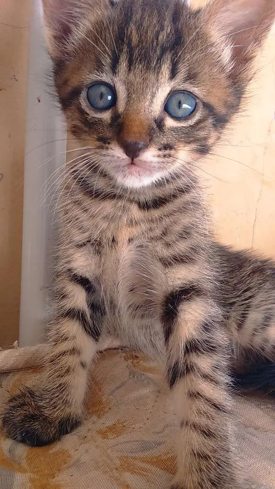 Gato ra a Sem raça idade Abaixo de 2 meses nome Sem nome