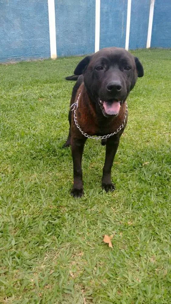 Cachorro ra a Mix pit idade 5 anos nome Mona