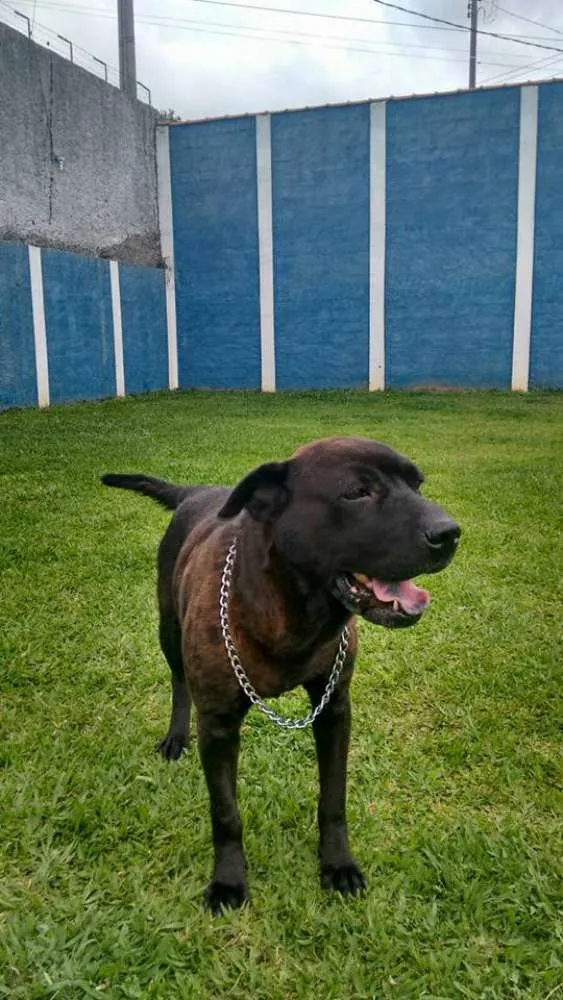 Cachorro ra a Mix pit idade 5 anos nome Mona