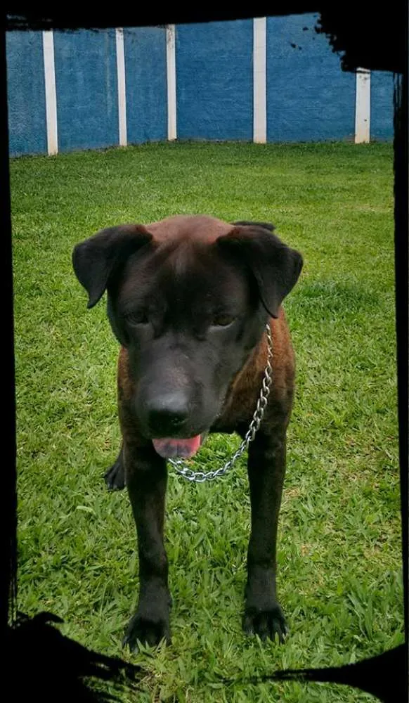 Cachorro ra a Mix pit idade 5 anos nome Mona