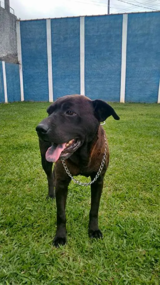 Cachorro ra a Mix pit idade 5 anos nome Mona