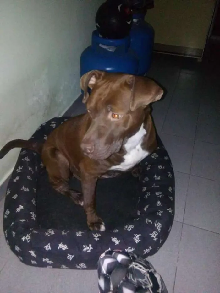 Cachorro ra a Pitbull idade 2 anos nome Max