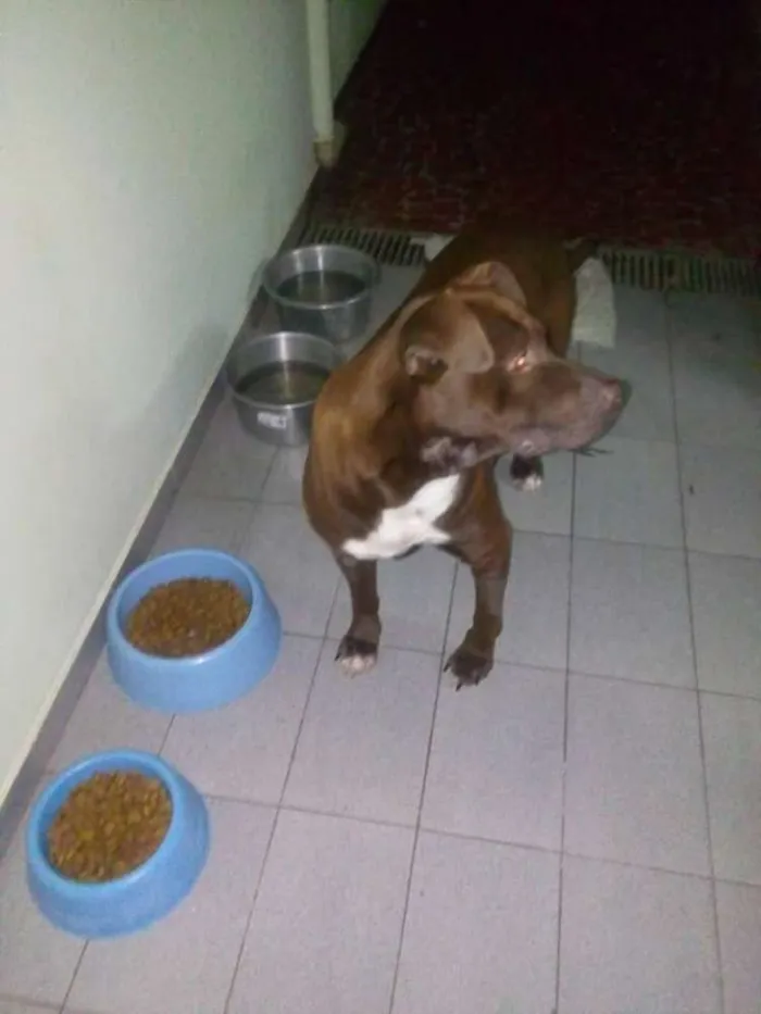 Cachorro ra a Pitbull idade 2 anos nome Max