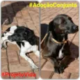 Pedrita e Penélope