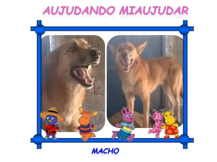 Cachorro ra a SRD idade 3 anos nome AMARELO