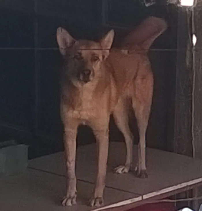 Cachorro ra a SRD idade 3 anos nome AMARELO