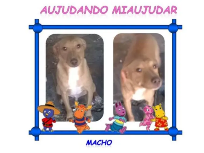 Cachorro ra a SRD idade 1 ano nome LOIRINHO