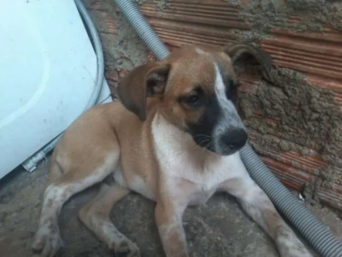 Cachorro ra a SRD idade 2 a 6 meses nome sem nome