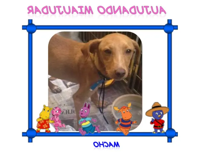 Cachorro ra a SRD idade 1 ano nome LOIRINHO