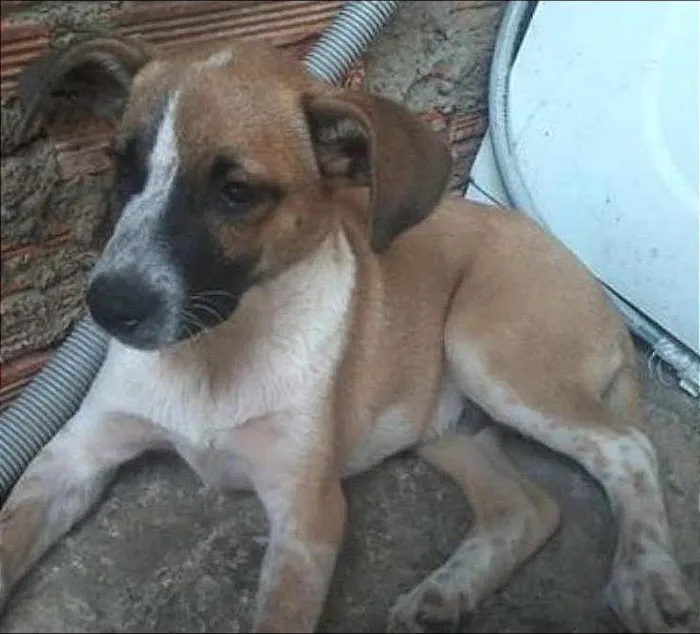 Cachorro ra a SRD idade 2 a 6 meses nome sem nome