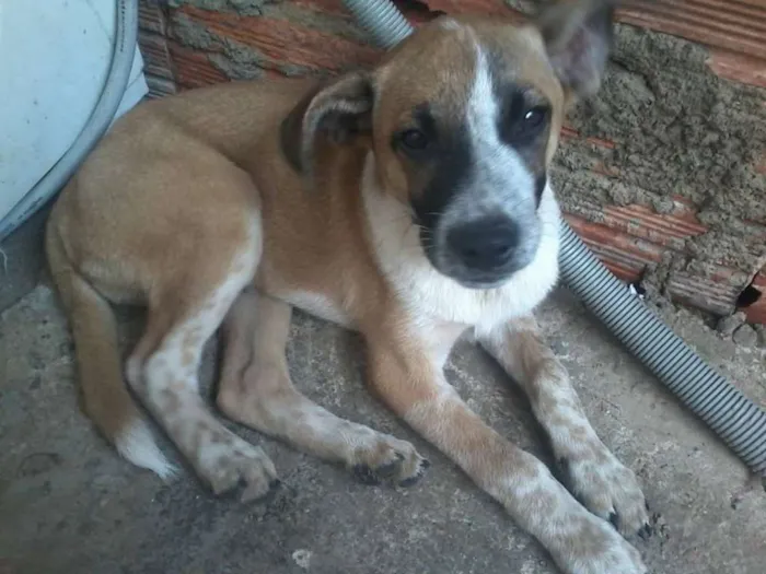 Cachorro ra a SRD idade 2 a 6 meses nome sem nome