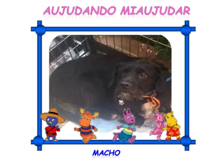 Cachorro ra a SRD idade 2 anos nome PRETINHO