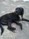 PRETINHO