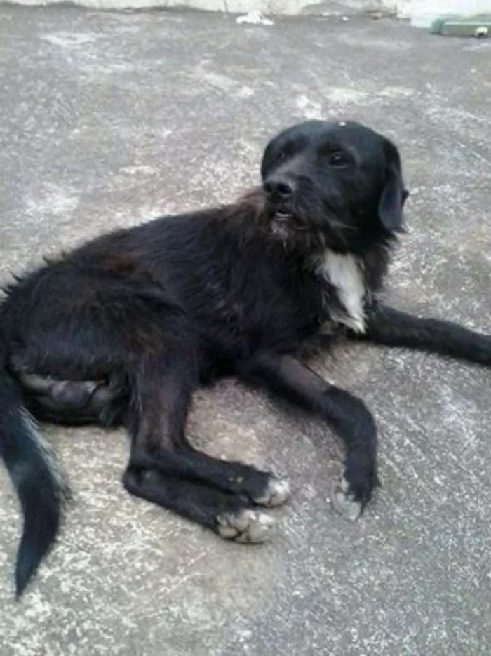 Cachorro ra a SRD idade 2 anos nome PRETINHO