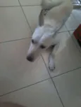 Branquinha