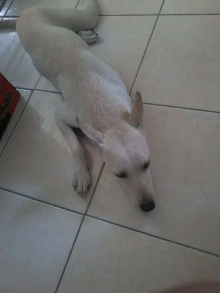Cachorro ra a Vira Lata idade 2 a 6 meses nome Branquinha