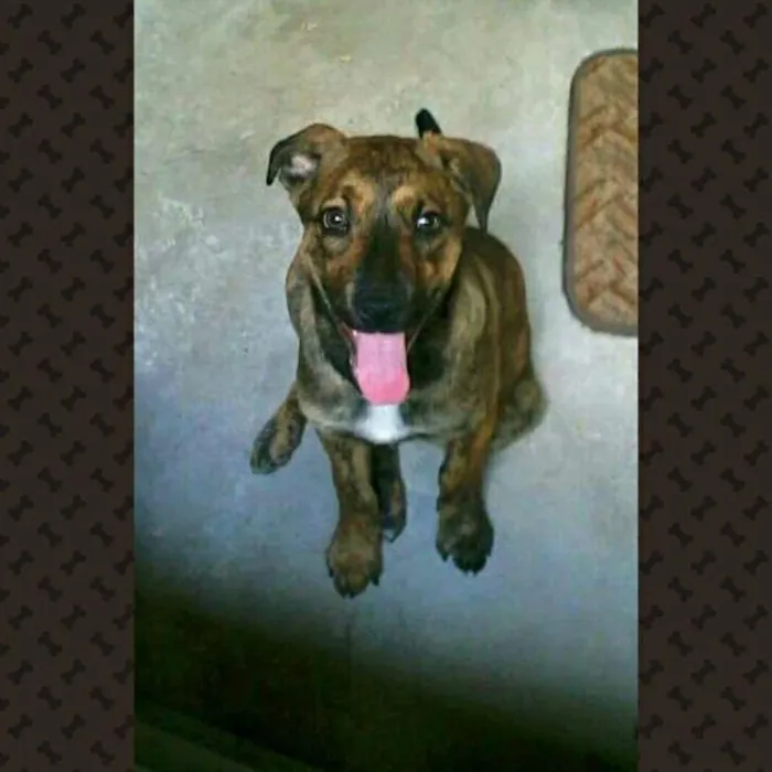 Cachorro ra a Vira Lata idade 2 a 6 meses nome Nick
