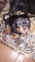 cãozinho