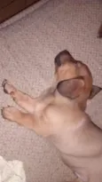 cãozinho