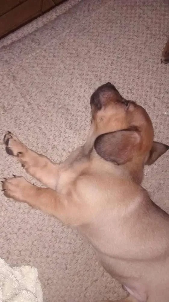 Cachorro raça indefinida idade  nome cãozinho