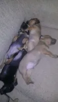 cãozinho