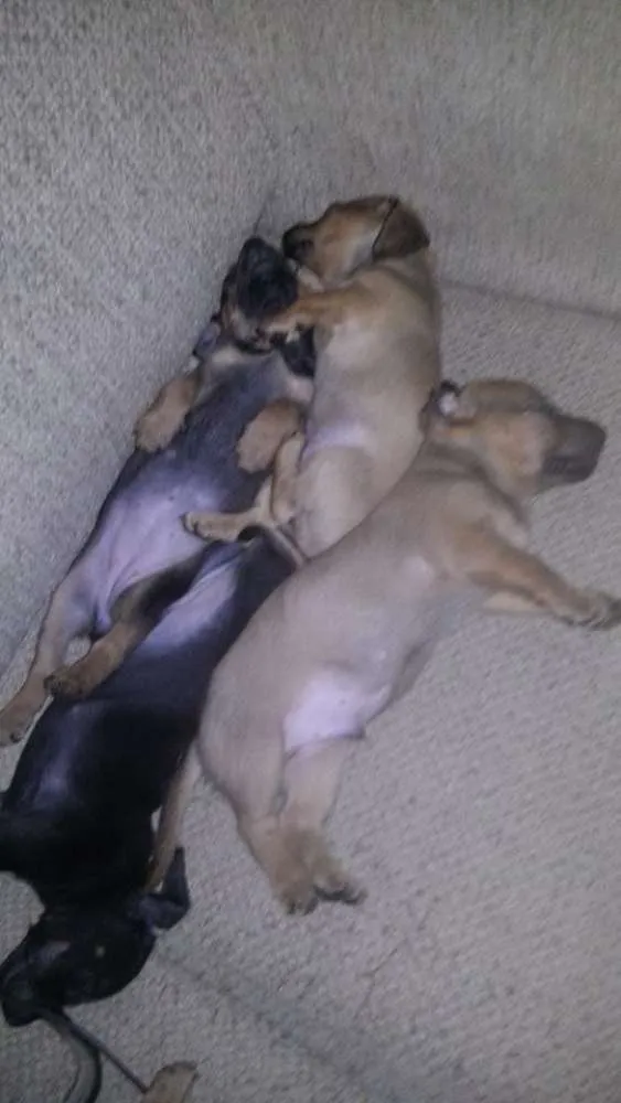 Cachorro raça indefinida idade  nome cãozinho