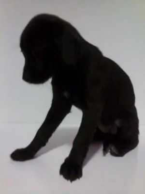 Cachorro raça Nao definida idade 2 a 6 meses nome Kiara