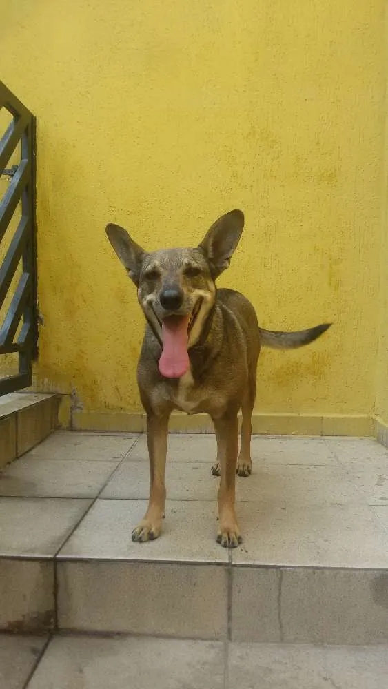 Cachorro ra a Srd vira lata idade 2 anos nome Menina