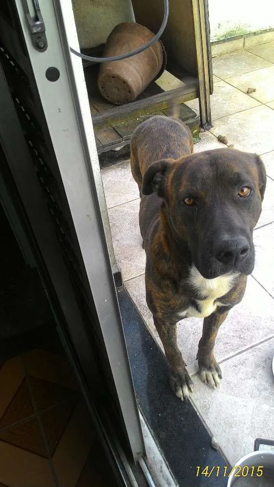Cachorro ra a Vira lata idade 1 ano nome Thor