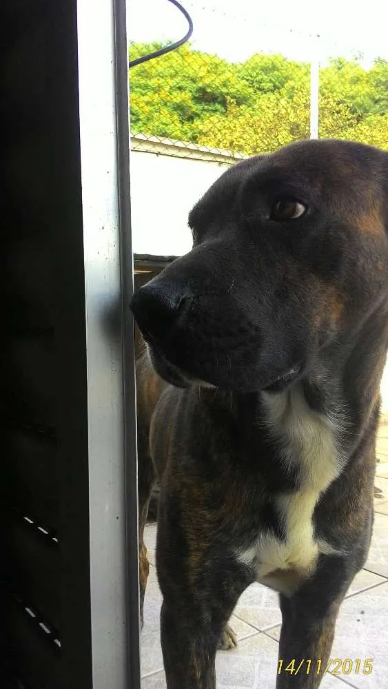 Cachorro ra a Vira lata idade 1 ano nome Thor
