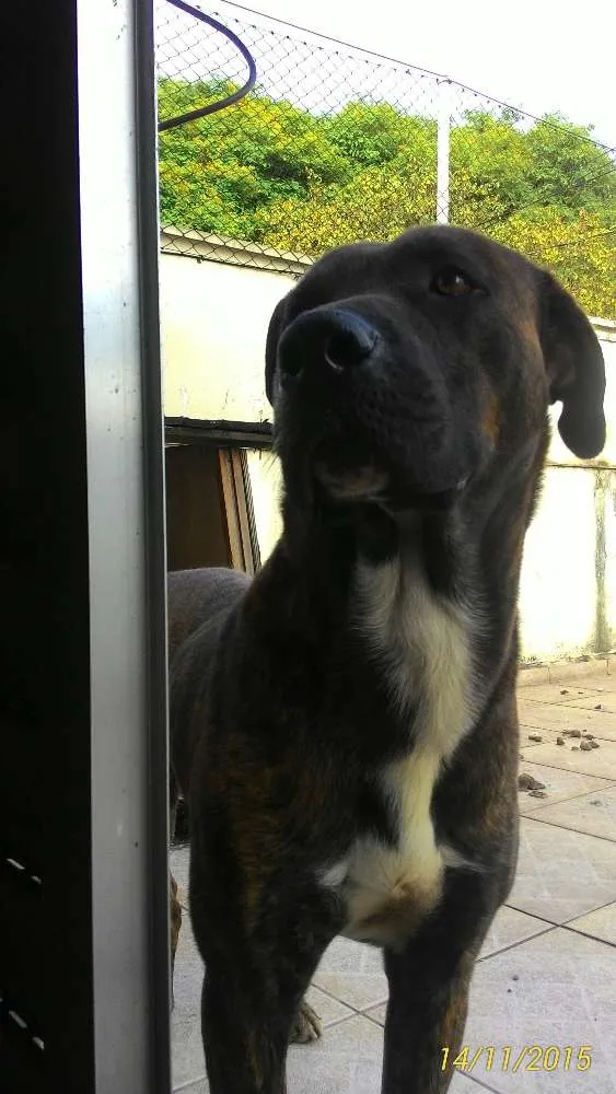 Cachorro ra a Vira lata idade 1 ano nome Thor