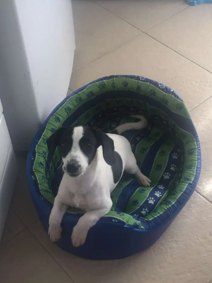 Cachorro ra a Sem raça definida idade 2 a 6 meses nome Bingo