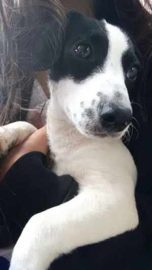 Cachorro raça Sem raça definida idade 2 a 6 meses nome Bingo